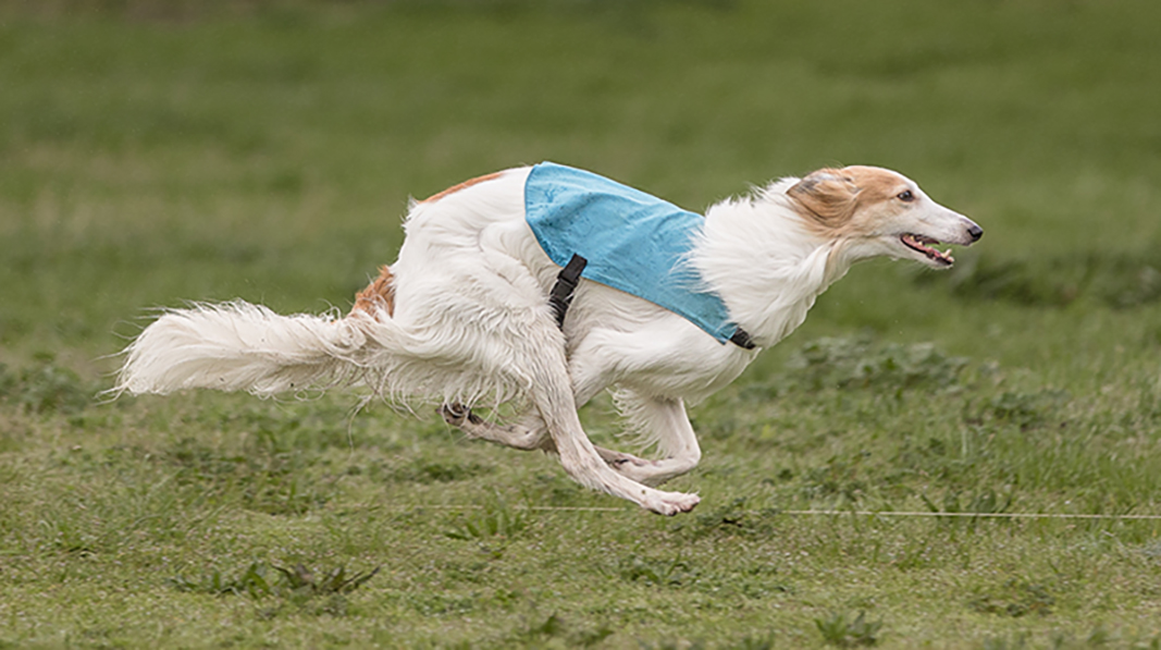 Magic Lure coursing in the rain